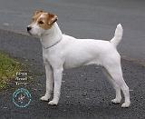 Parson Russell Terrier 9C075D-13